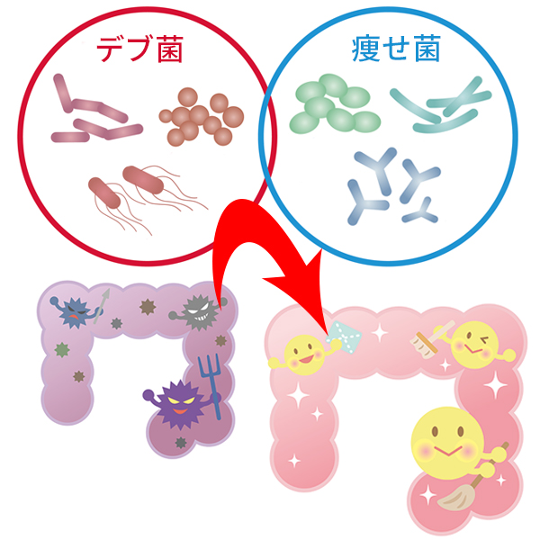 腸内細菌の変化